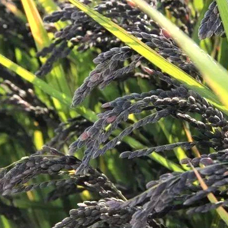 糯米稻谷水稻稻种谷米黑米高产谷种种籽正宗家庭园艺种子