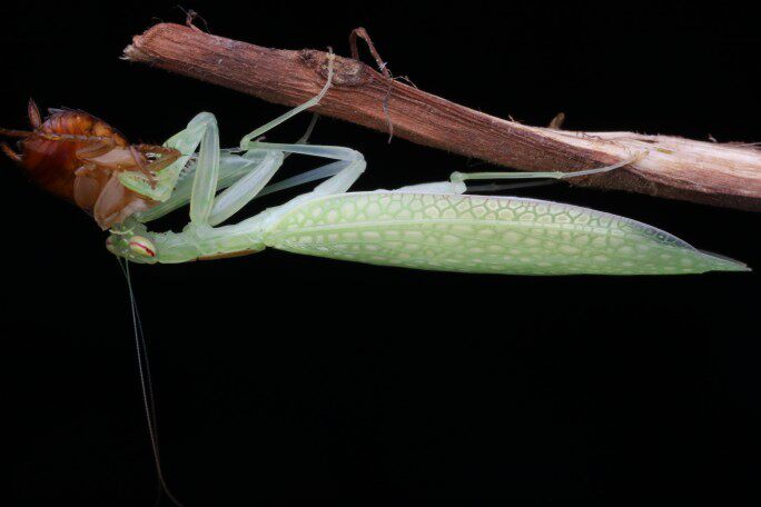 黎明螳螂森林野人活体另类宠物摄影昆虫特色爬宠