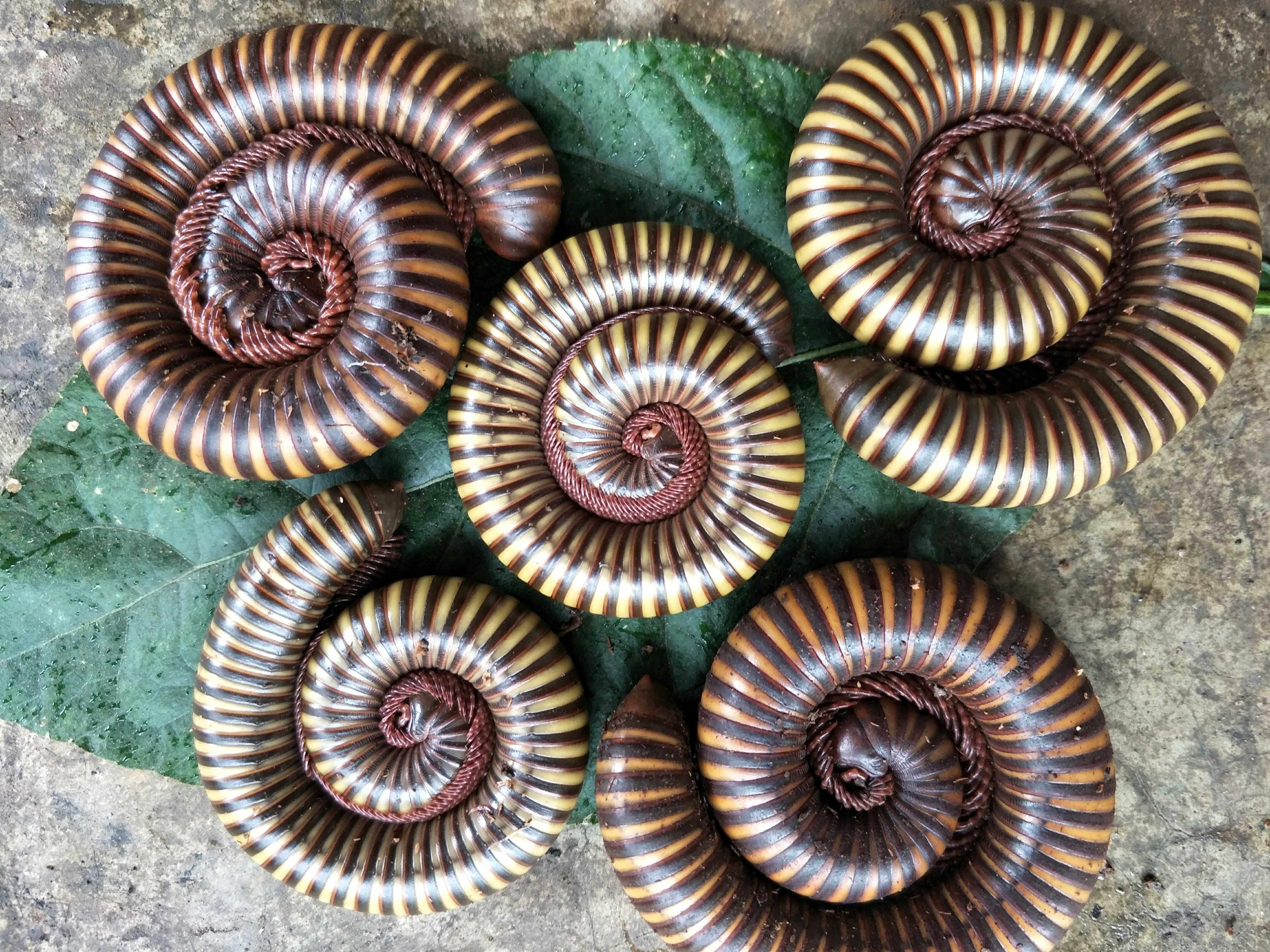 活体2017新品巧克力三色巨型马陆另类宠物爬虫特色爬宠