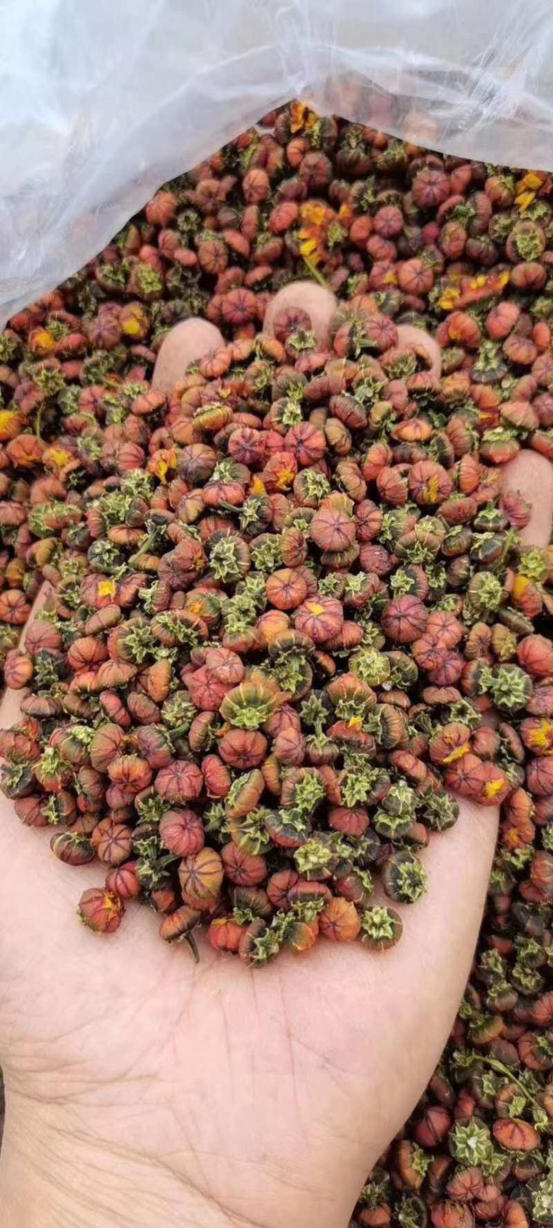 正宗新疆特级野生昆仑雪菊胎菊克里阳昆山红菊茶110g罐装