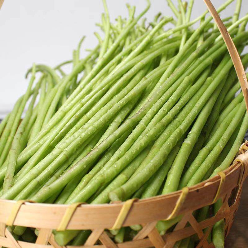 新鲜芦蒿蔬菜500g农家自种蓠蒿水蒿泥蒿藜蒿其它