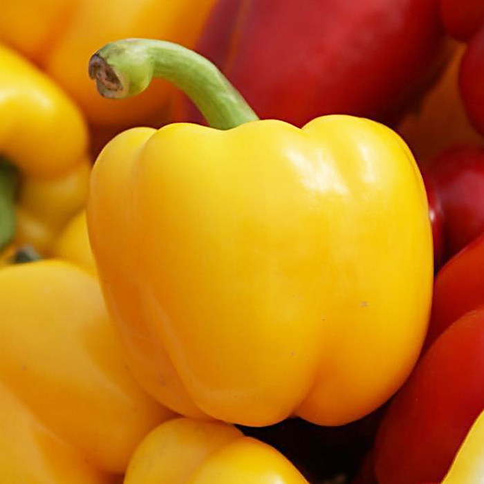 蔬菜新鲜红黄彩椒甜圆灯笼500g绿色清洗生吃其它