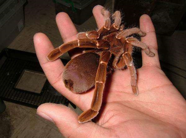 皇帝巴布宠物玩具足展210cm生长速度快非常凶猛人工捕鸟蜘蛛