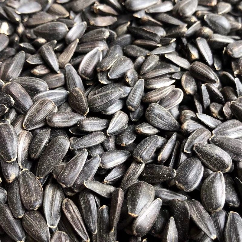 黑珍珠小瓜子葵花子油葵籽鹦鹉鸟食仓鼠零食鸟粮鸽粮五斤包邮
