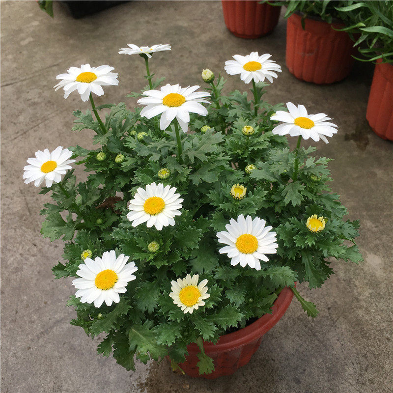 姬小菊花花苗阳台花卉室外庭院花园植物白晶菊花卉