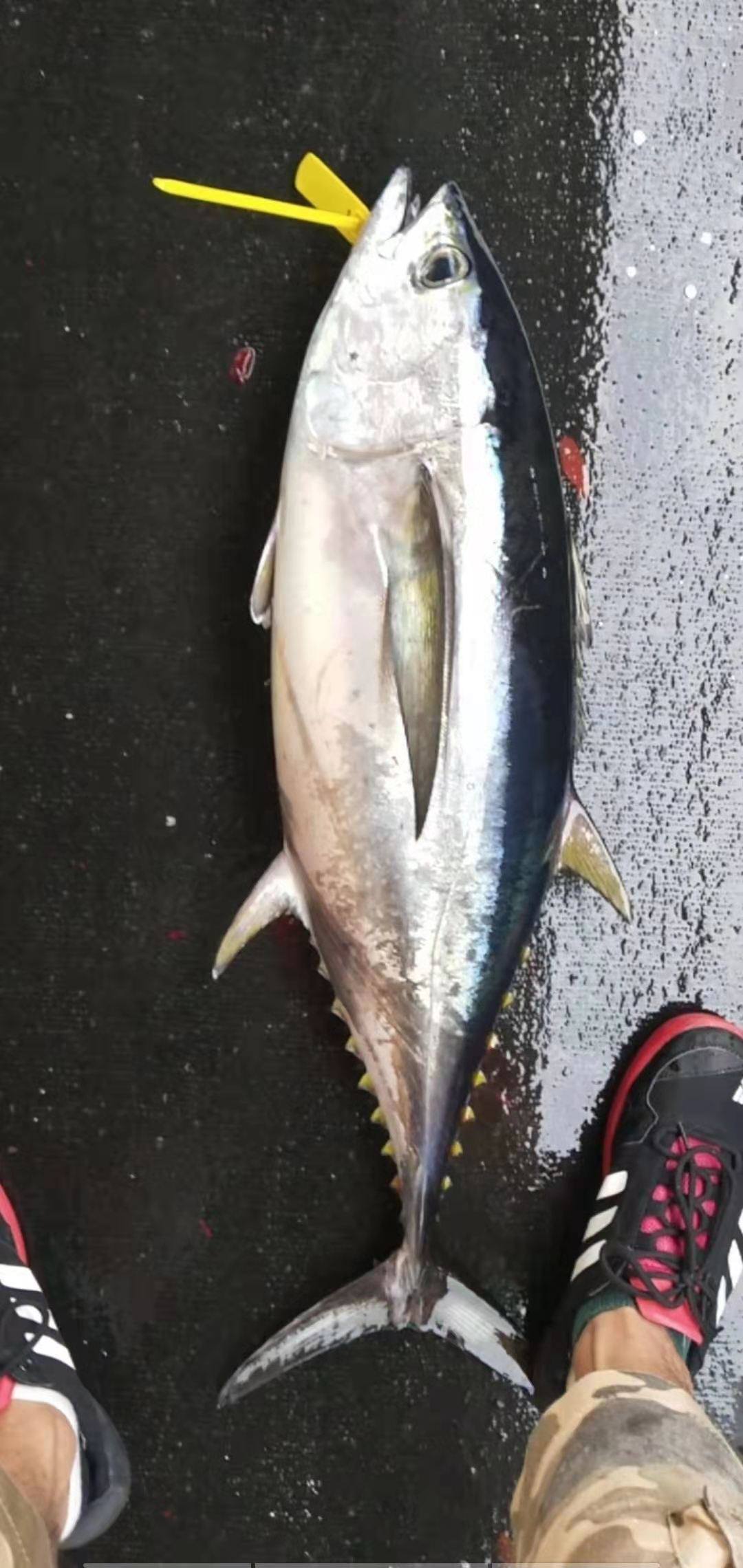 整条一条新鲜金枪鱼深海海大目金枪吞拿鱼金枪鱼刺金枪鱼