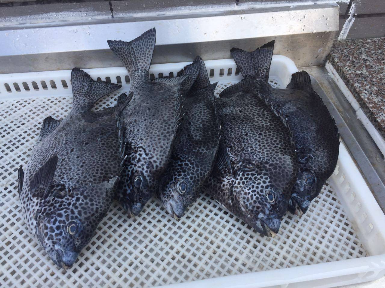 浙江东海野生新鲜条石矶钓石鲷鱼500g斑鱼