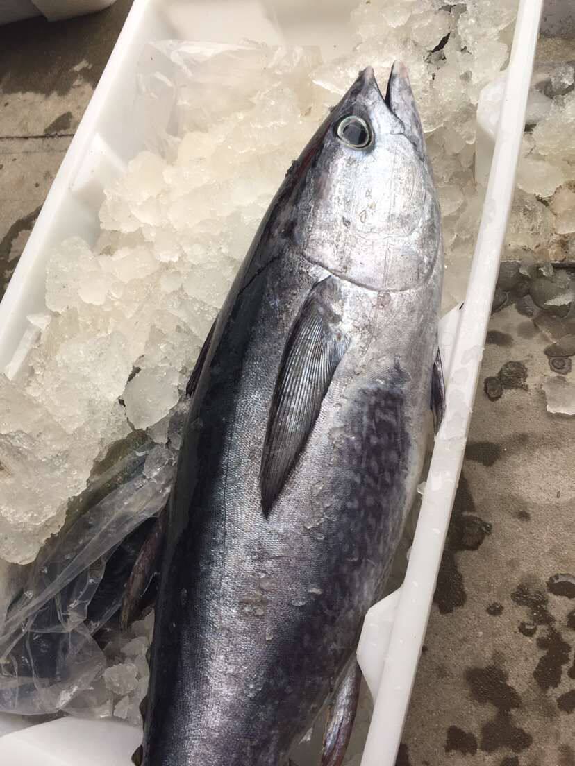 整条一条新鲜金枪鱼深海大目金枪吞拿鱼金枪鱼刺身生鱼片500g