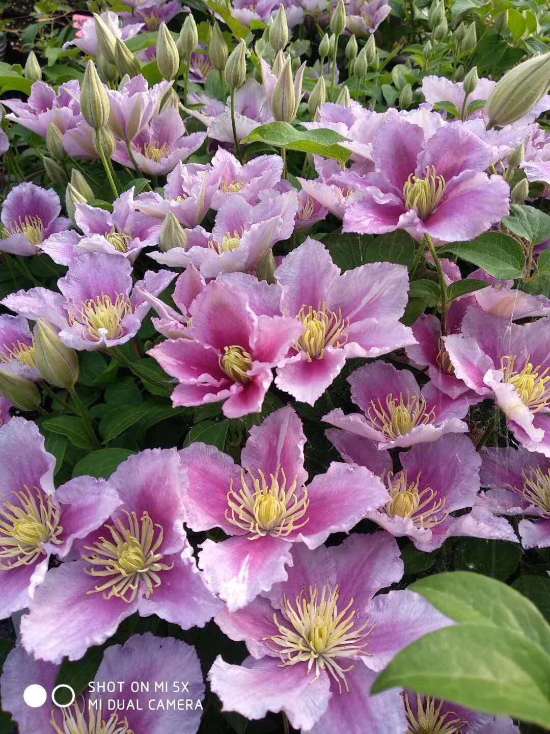 龙龙月季园艺小鸭彩锦铁线莲二类铁丰耐热绿植时令草本花卉