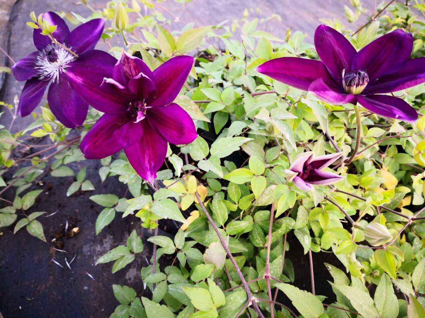 龙龙月季园艺令荒铁线莲新品营养钵苗绿植花卉时令草本花卉