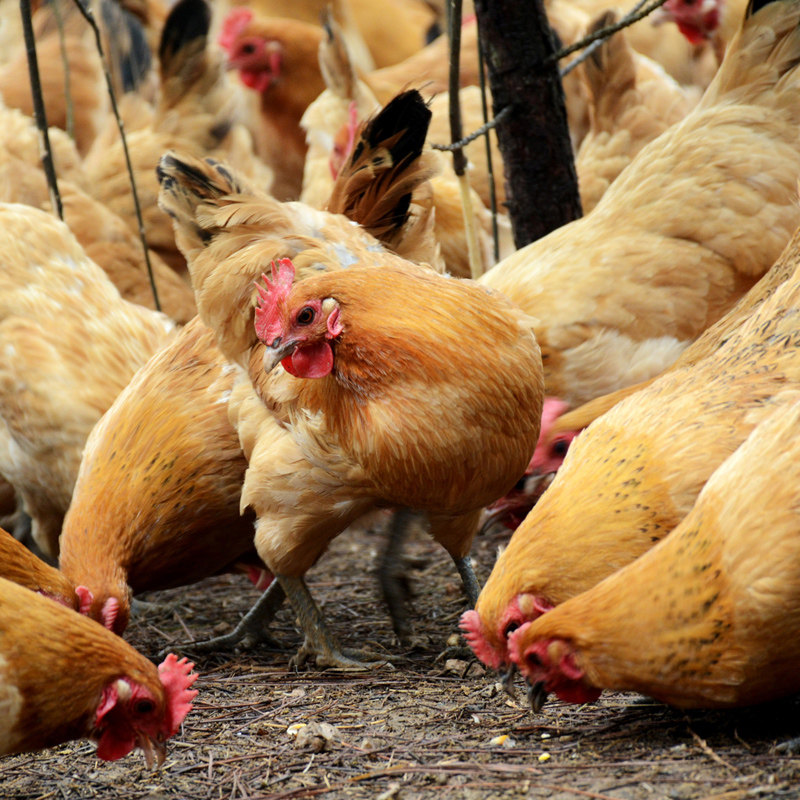 2只安徽肥西老母鸡农家散养新鲜现杀土鸡柴鸡草鸡笨鸡走地跑山鸡