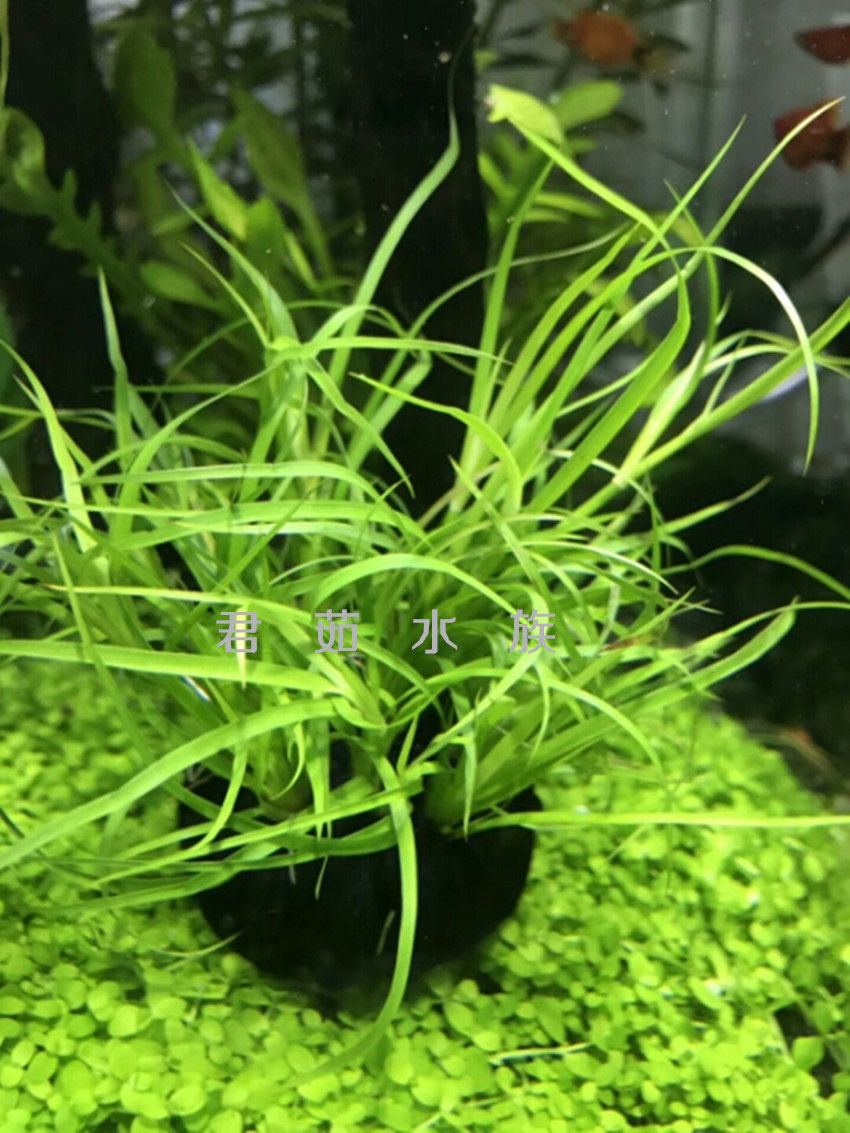 水草稀有赤焰灯芯风车箦藻活体鱼缸水族箱造景水草