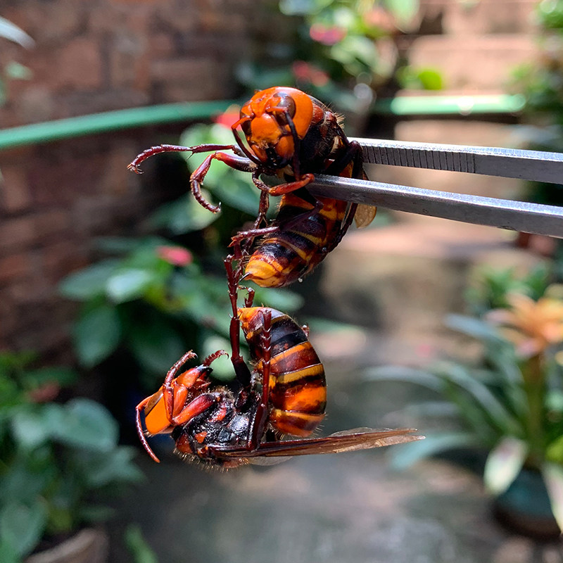 老虎地洞金环虎头蜂活蜂现泡视频马蜂胡蜂赛红娘蜂蜜糖