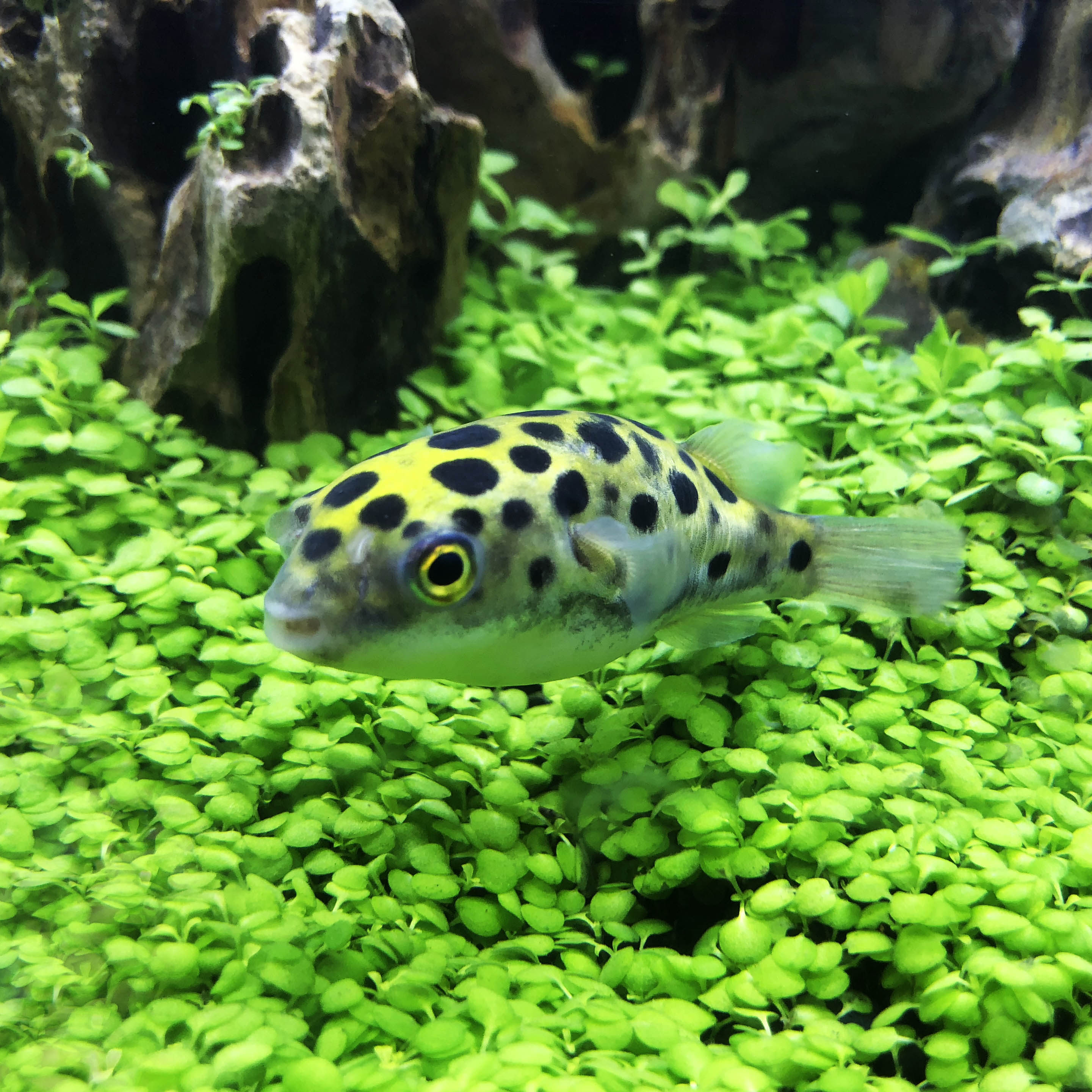 河豚活体宠物气泡狗头鱼鼓包潜水艇冷水淡水观赏鱼鱼