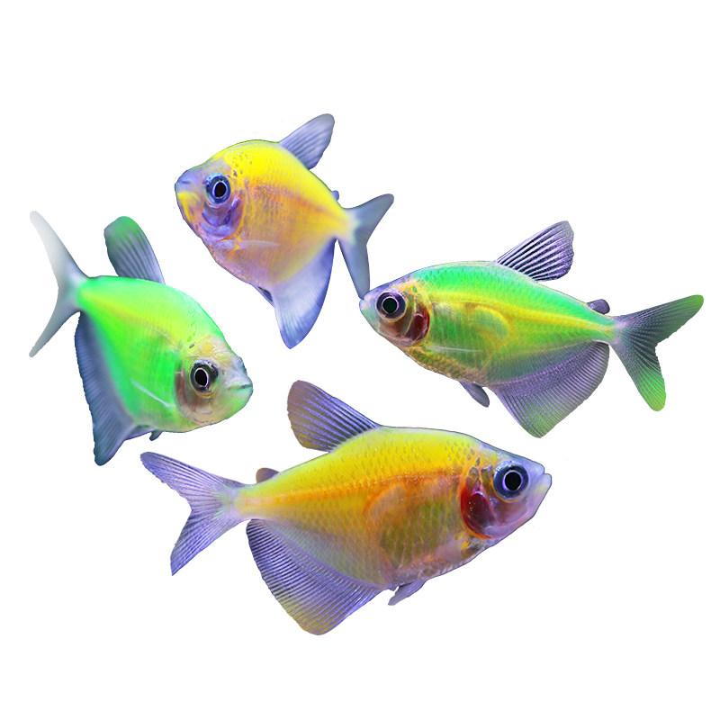 天使鱼观赏鱼小型柠檬改良良彩淡水热带鱼青苹果好养鱼