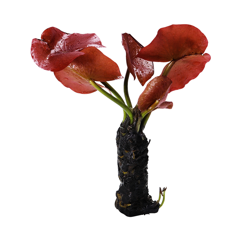 水草红荷根活体易养耐养活水族箱鱼缸淡水植物虎斑水草