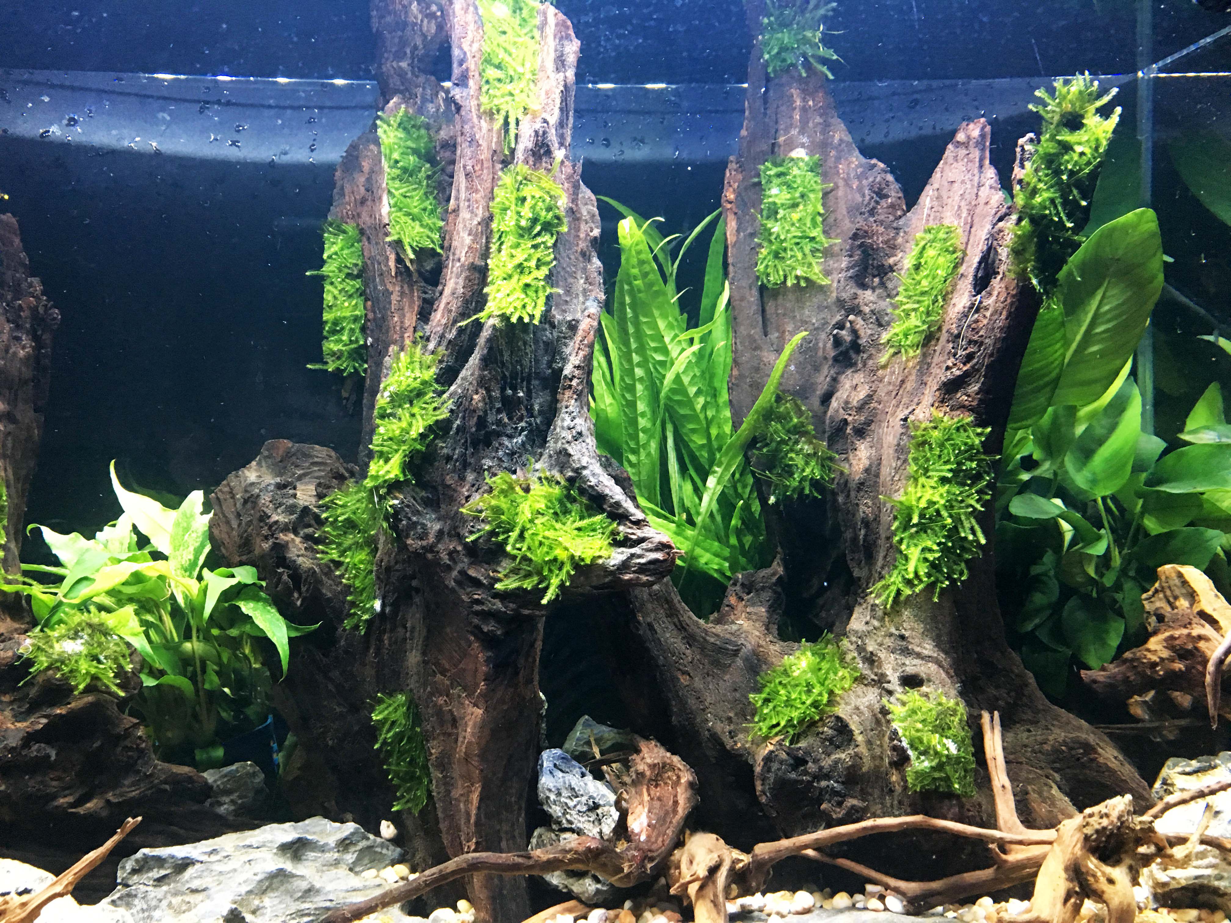 绑线水草沉木莫斯通用moss尼龙超细透明造景