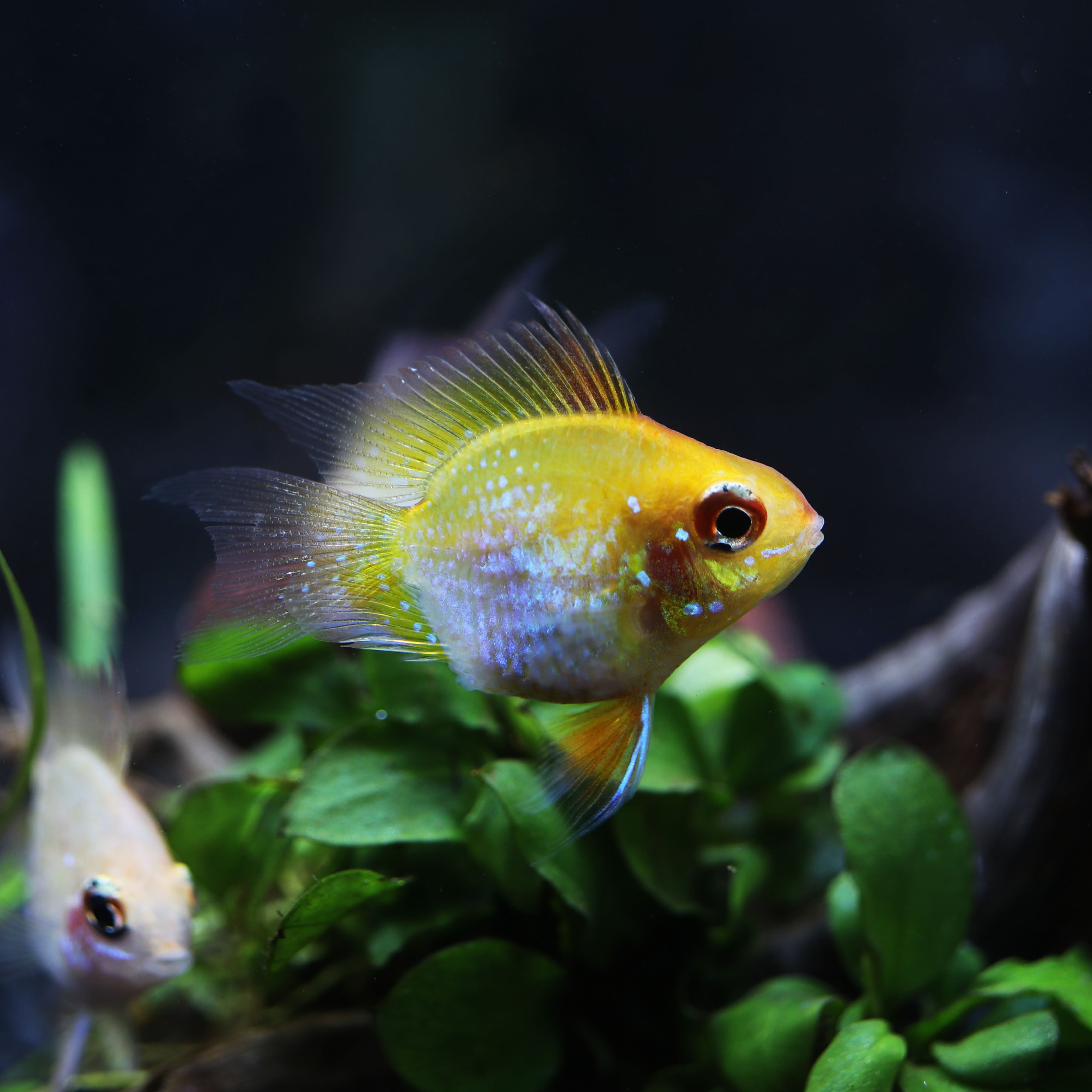 金波子鱼活体短鲷科热带鱼宠物鱼宝蓝球荷兰凤凰鱼