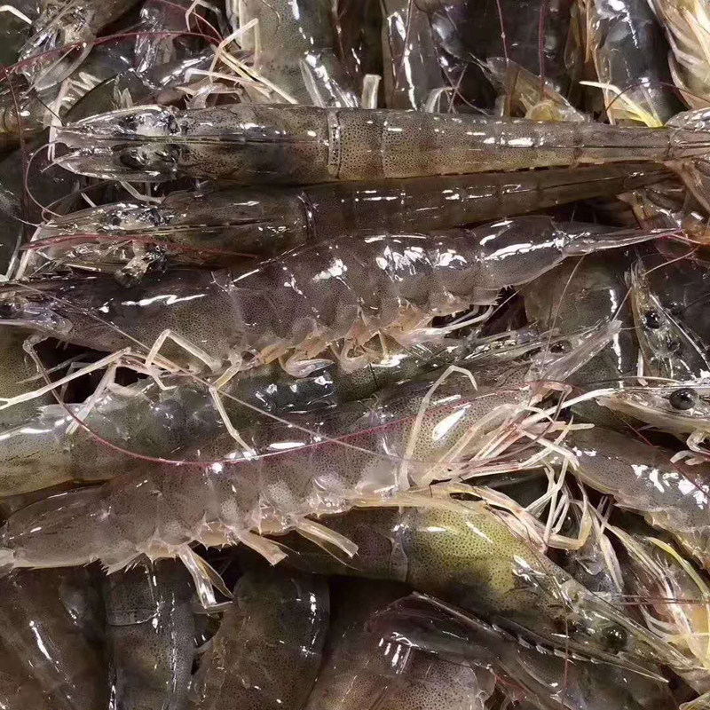 北京同城鲜活海白虾明虾青虾活体新鲜食用海鲜活虾