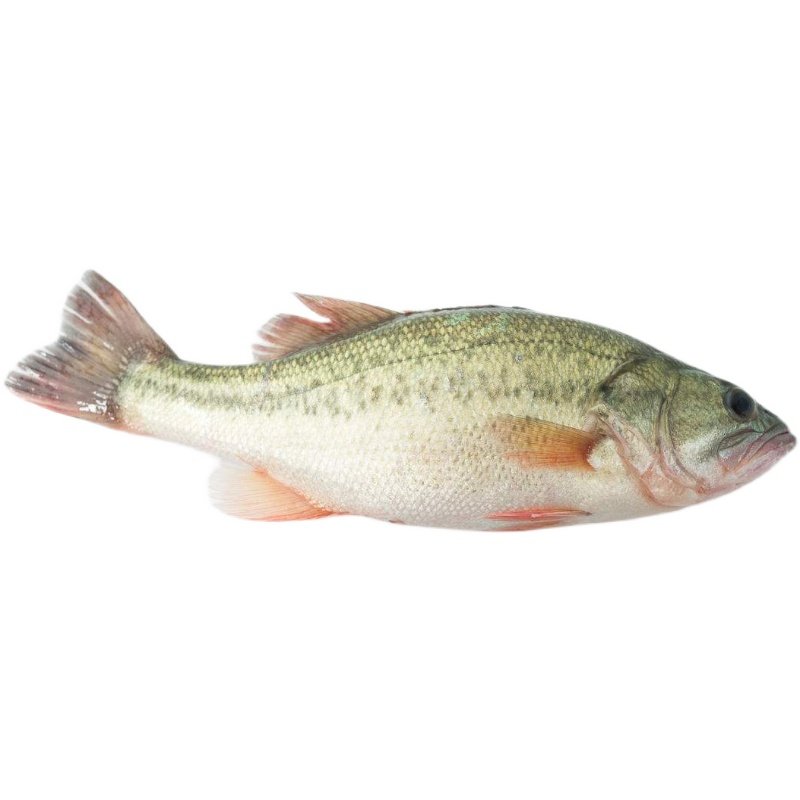 北京同城 鲈鱼 鲜活桂花鲈卢鱼寨花淡水食用水产海鲜1.2斤/条