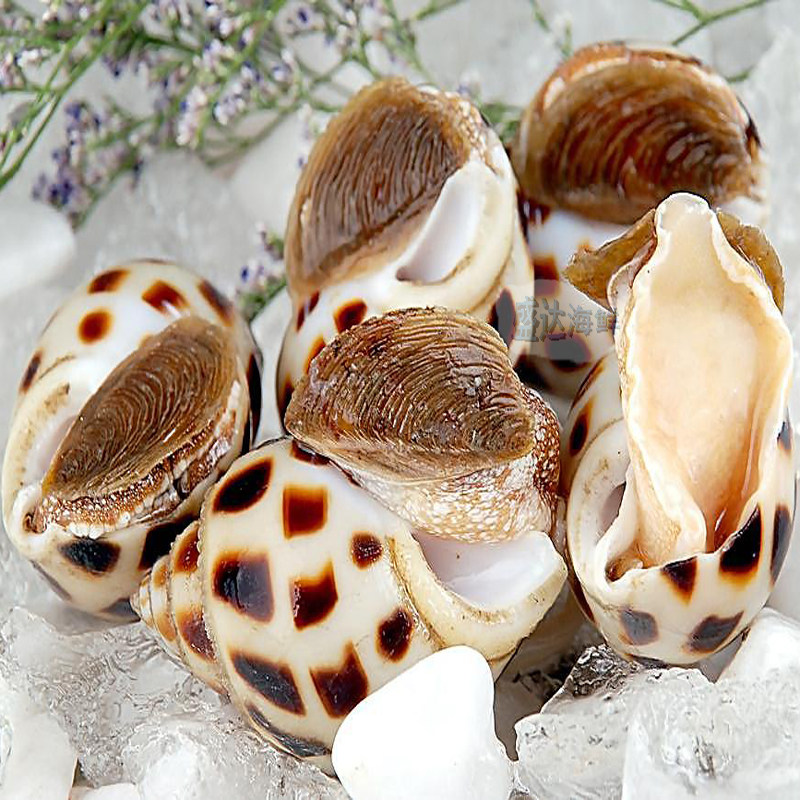 北京同城花螺鲜活东风海螺活体食用海鲜水产泥螺