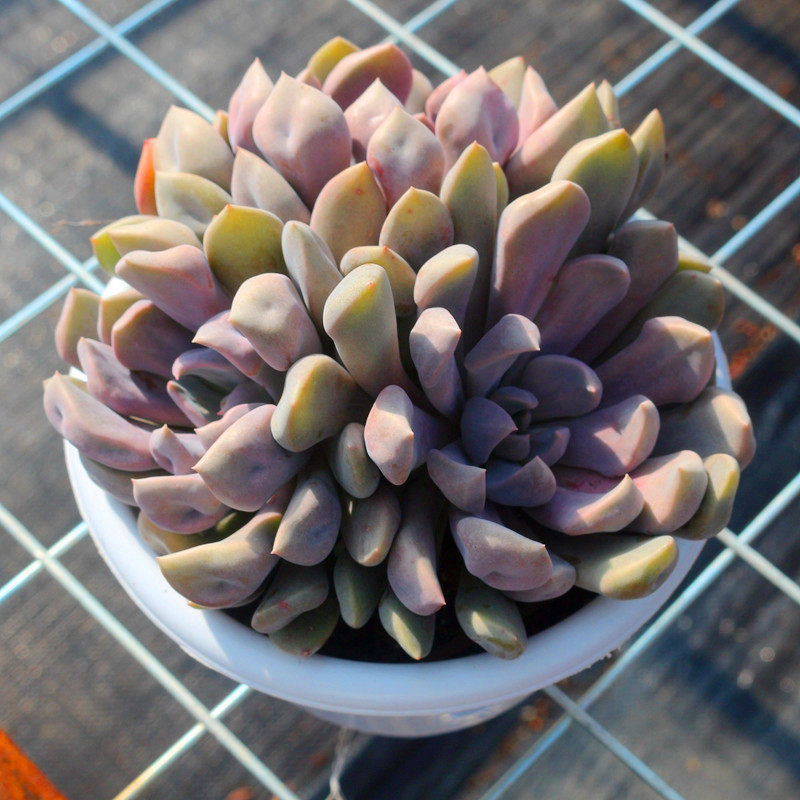 超大丘比特多头老桩多肉植物稀有品种办公室阳台多肉植物