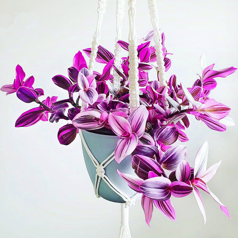 油画婚礼垂吊多肉植物室内阳台绿植精品稀有多肉植物