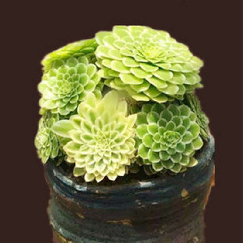 超大翡翠群生老桩多肉植物稀有品种室内阳台多肉植物