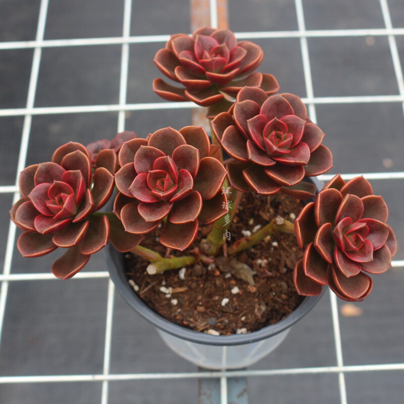 多肉植物巧克力多头老桩稀有品种室内防辐射景观多肉植物