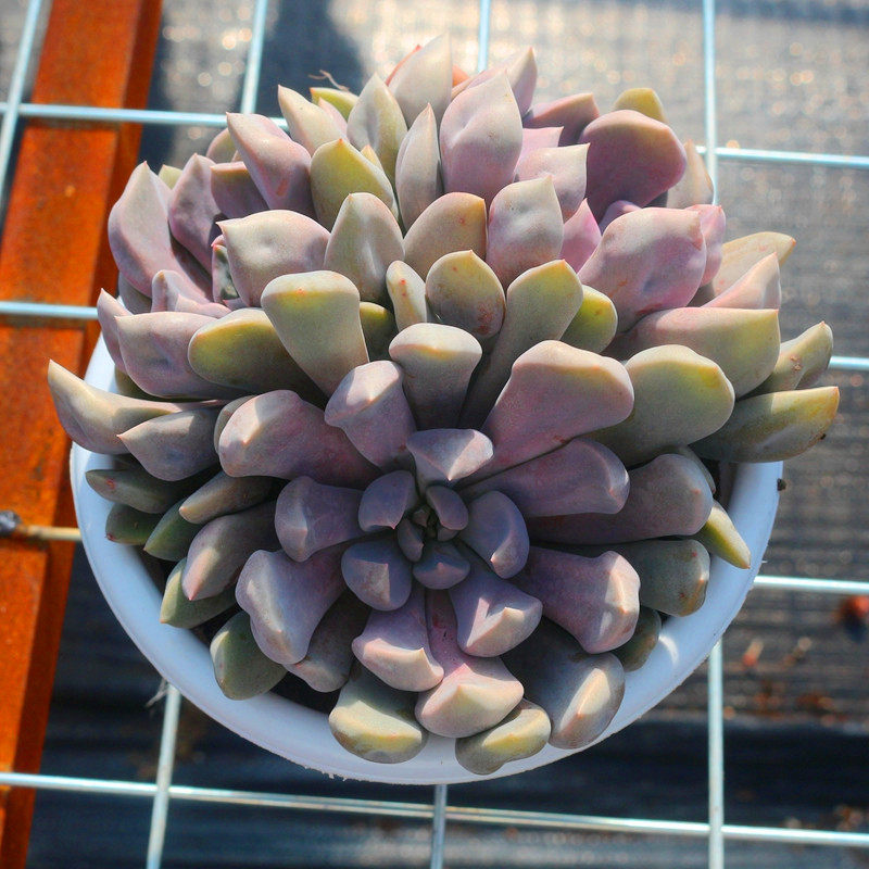 超大丘比特多头老桩多肉植物稀有品种办公室阳台多肉植物