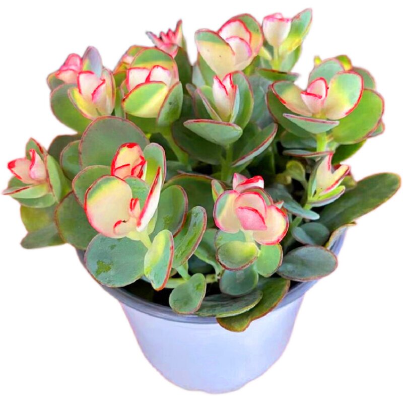 非常好云南花卉贝壳锦多植物办公室美观高级精品多肉植物