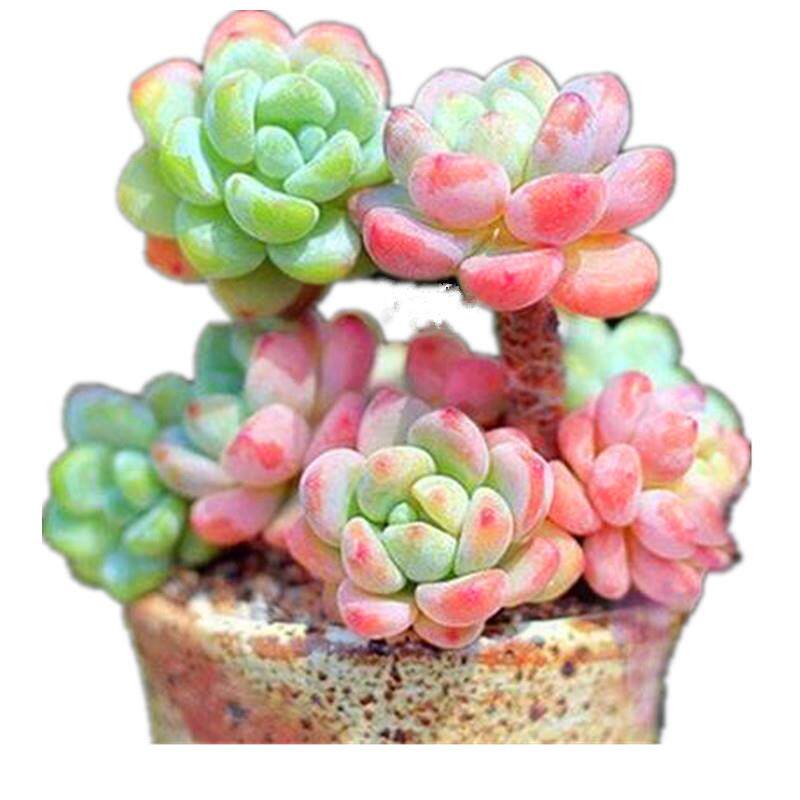 云南稀有品种罗琦小老桩景观植物掌上室内精品多肉植物