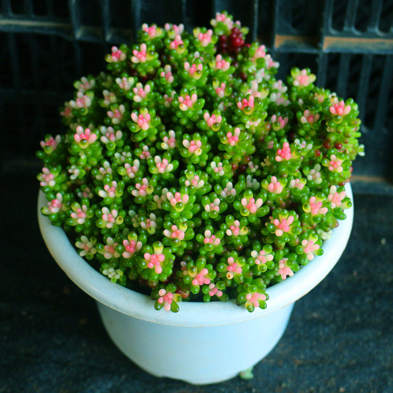 彩色红心浆果粉色多肉植物稀有品种盆景绿植多肉植物