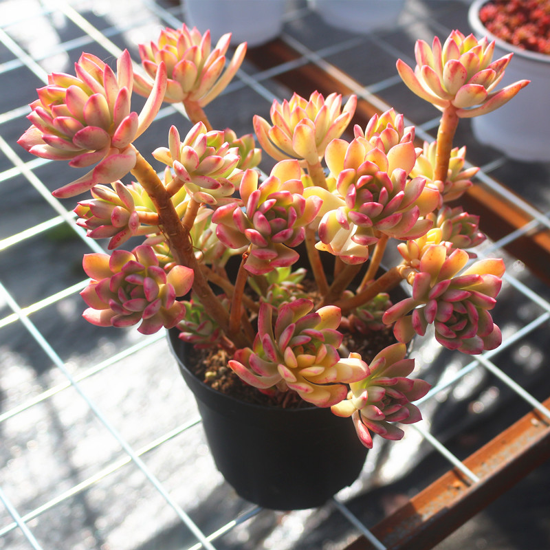 超大小叮小叮当当红稚莲锦老桩多肉植物稀有品种多肉植物