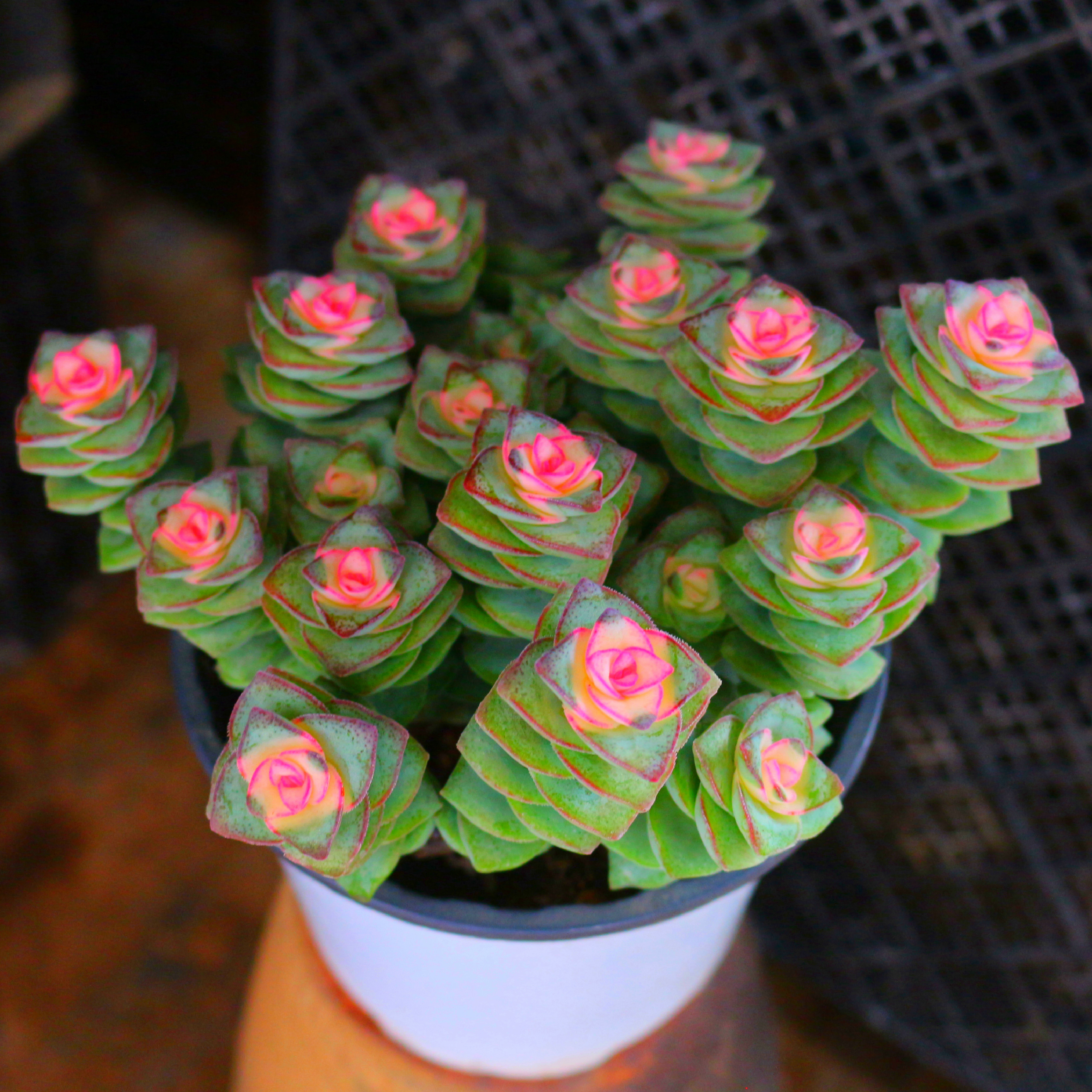 糖心多乙, - 伤感说说吧