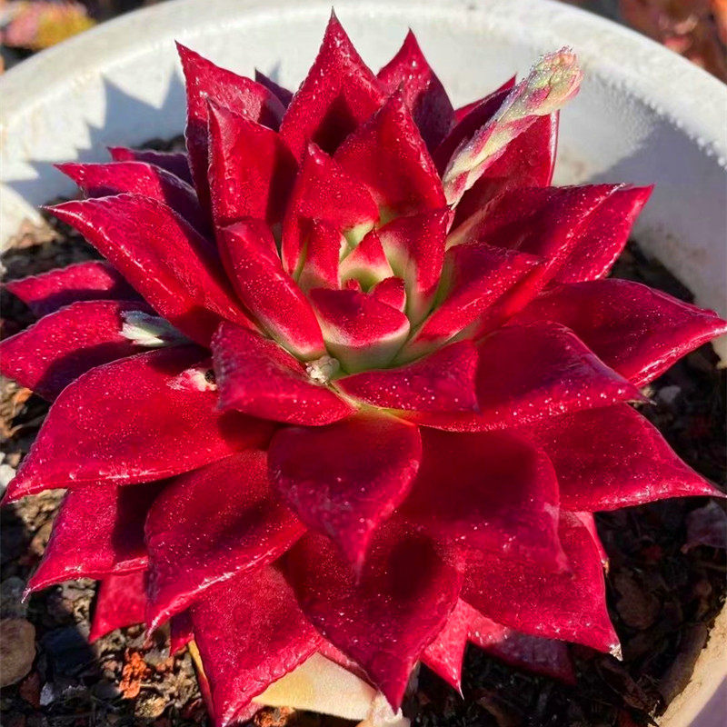 多肉植物卡宴罗宾稀有罕见品种盆栽防辐射室内多肉植物