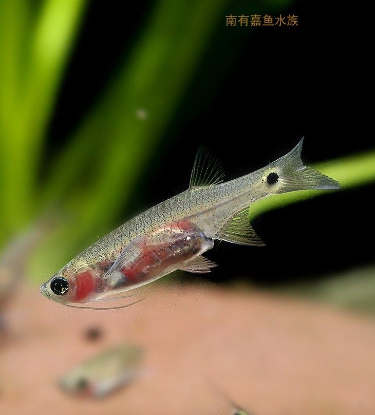 南美美龙须灯清洁草缸油膜工具上层热带鱼淡水鱼