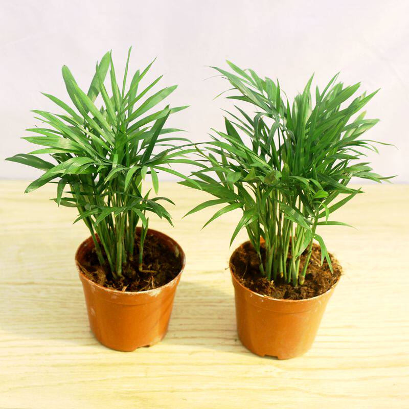 袖珍椰子盆栽阳台窗台植物水养水培花卉四季绿植