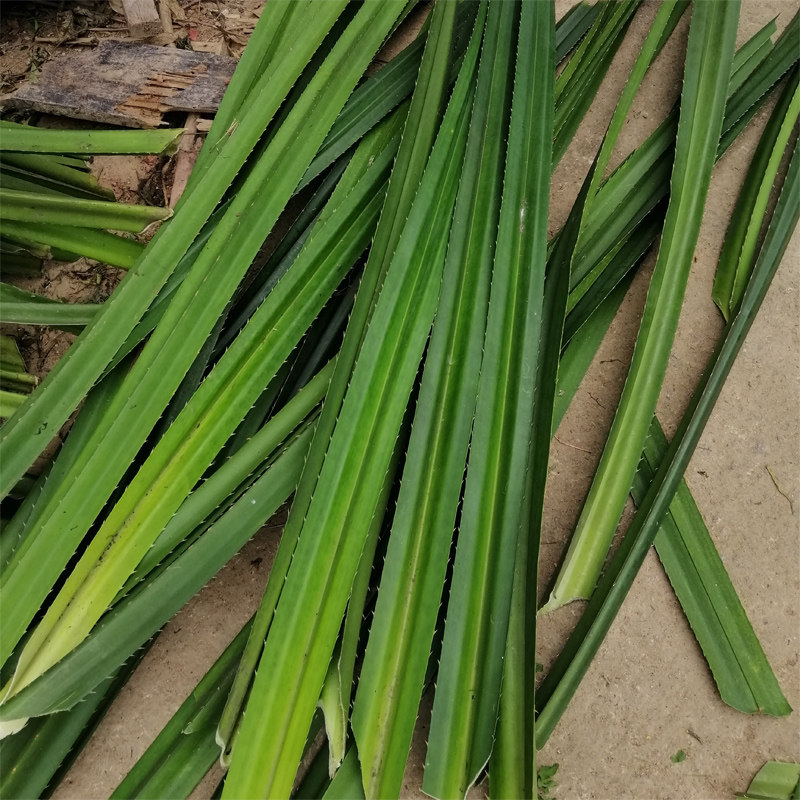 菠萝广西500克露兜树根新鲜叶子罗金堆中药材粽子其他药食同源食品