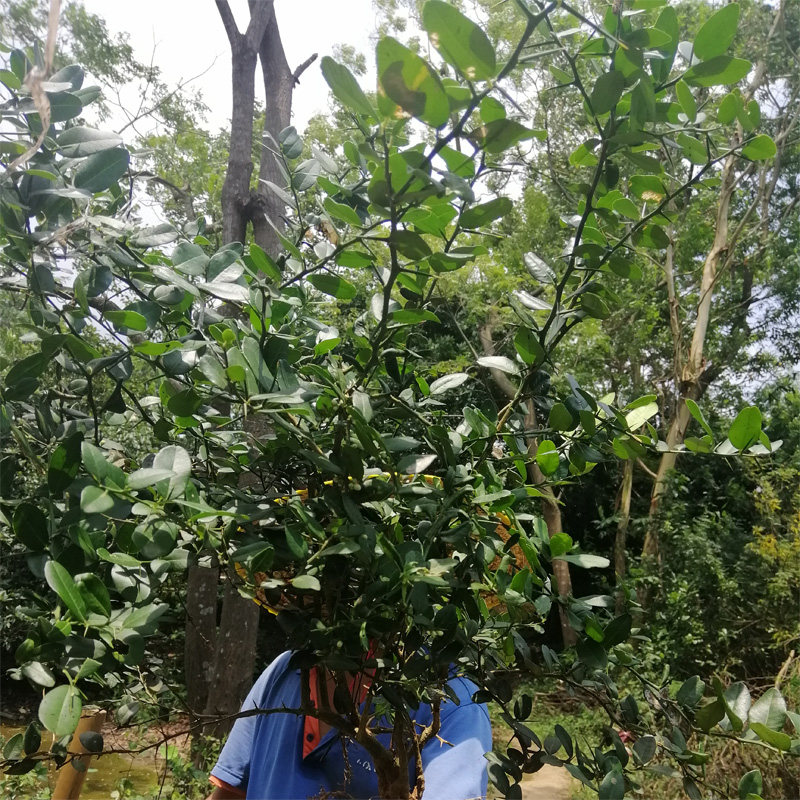 东风广西现挖新鲜酒饼桔中草药药材狗骨桔簕其他药食同源食品