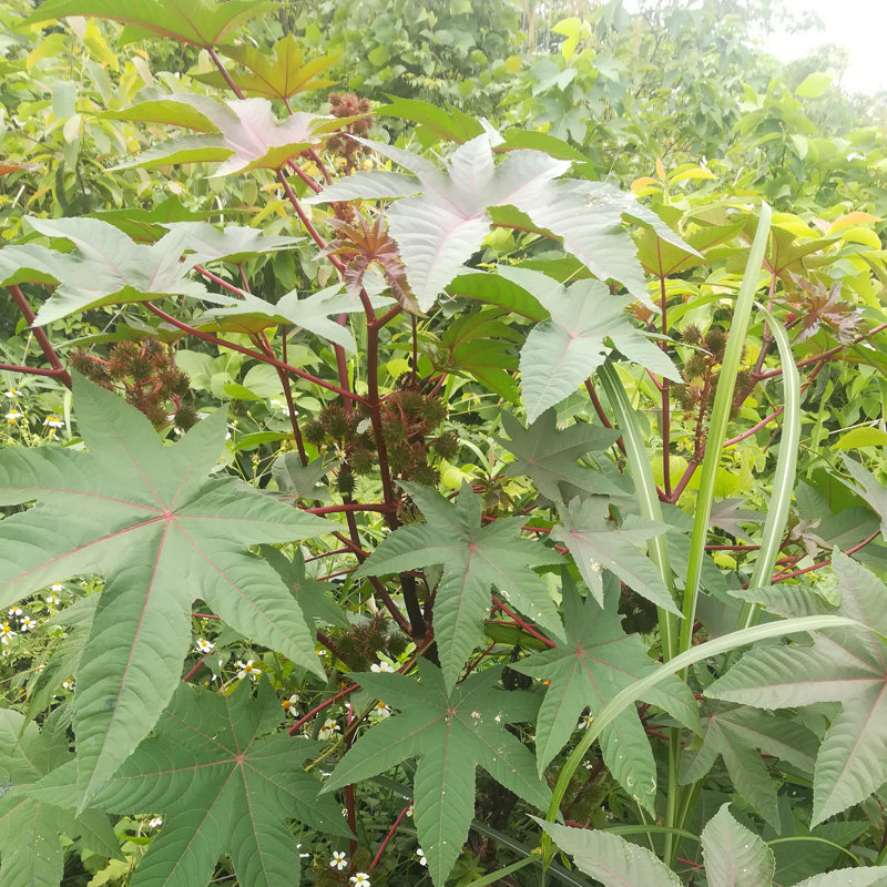 野生新鲜车前草车轮草苗农村山货车前子全株带根凉茶草药500g包邮