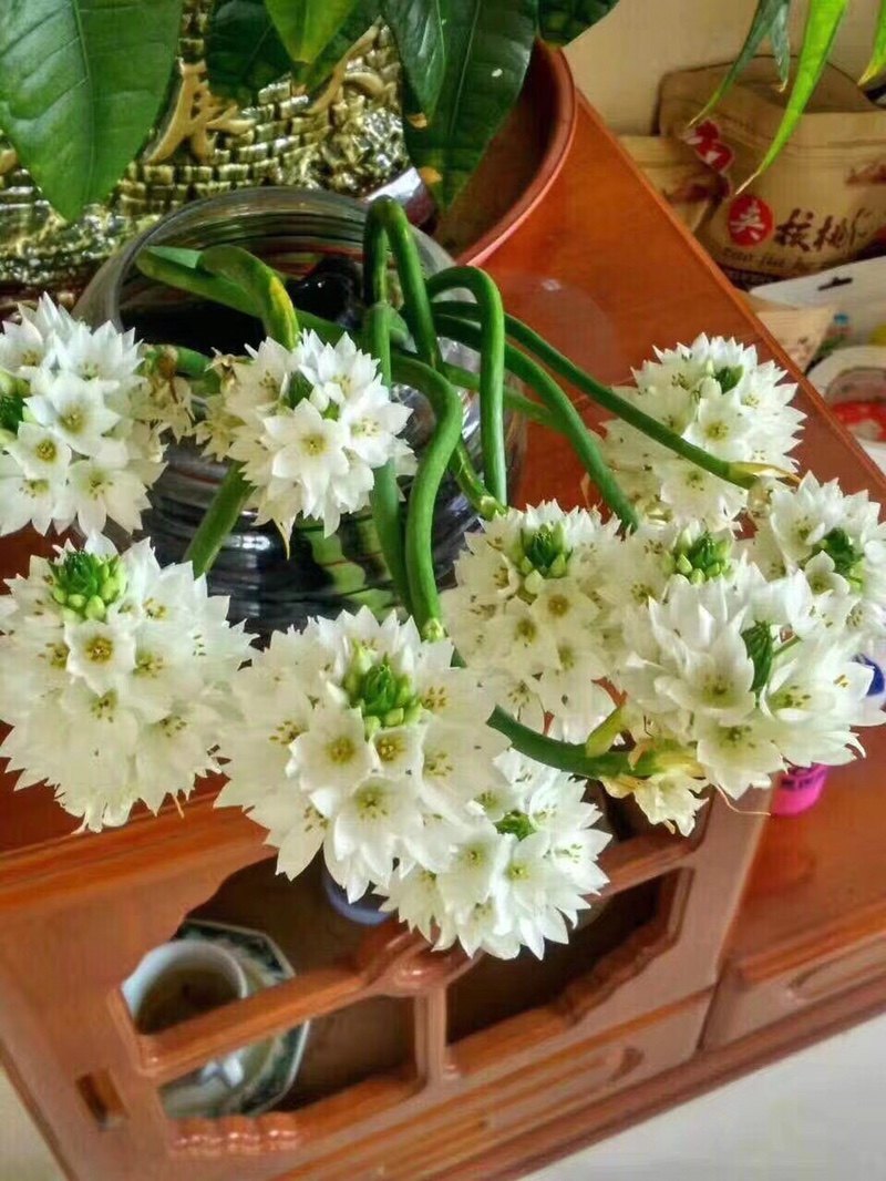 雀梅圣心百合鲜花插花水养鲜切云南昆明直发花卉