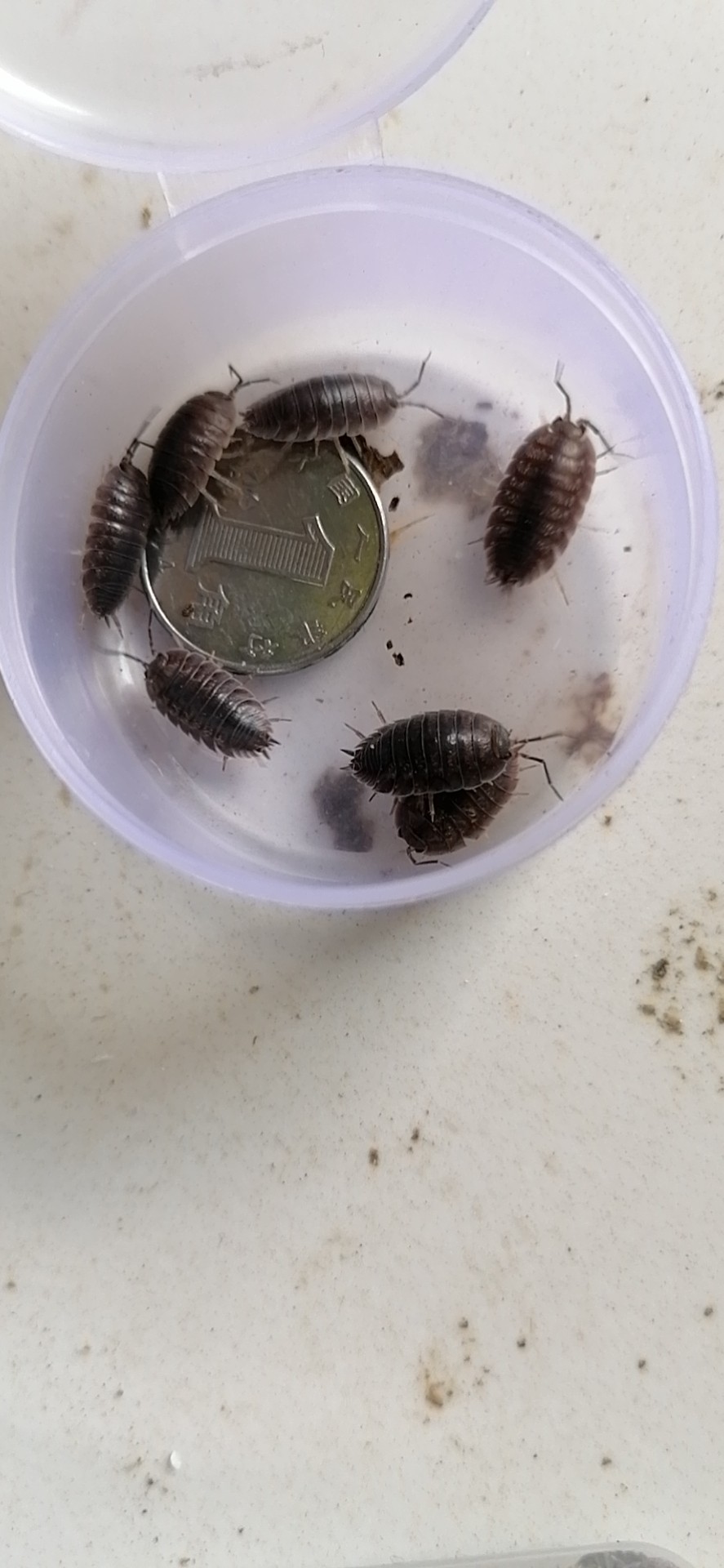 活体鼠妇潮虫西瓜潮气湿气昆虫爬宠学生生物特色爬宠