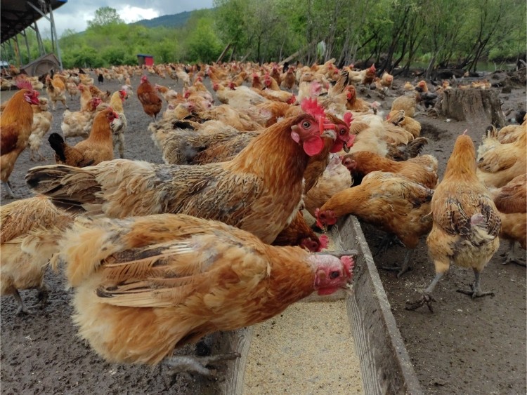 东北小笨农村养老母鸡土鸡煲汤溜达鸡肉活鸡整鸡