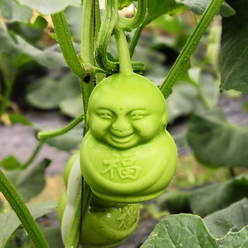 水果人参果现摘新鲜果实人生果福娃节日礼品10个装包其它