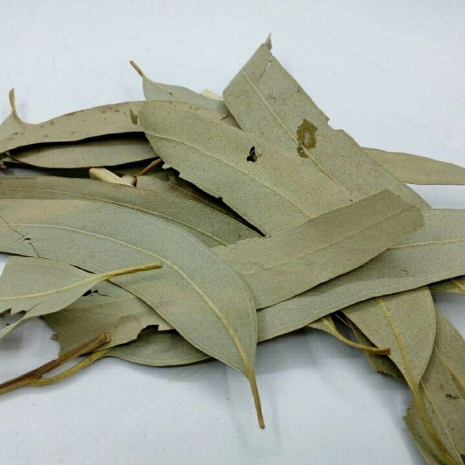 树叶桉叶桉树中草药小桉驱虫除臭蜜袋可打其他药食同源食品