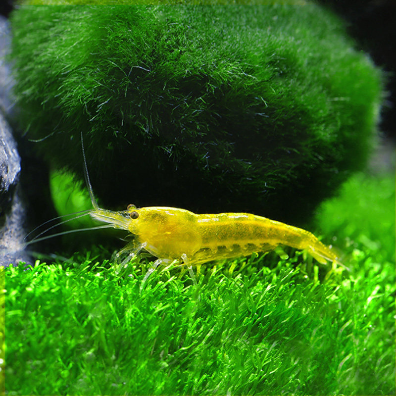 观赏黄金米活体藻虾虾草缸宠物黄米虾基因虾金金米虾