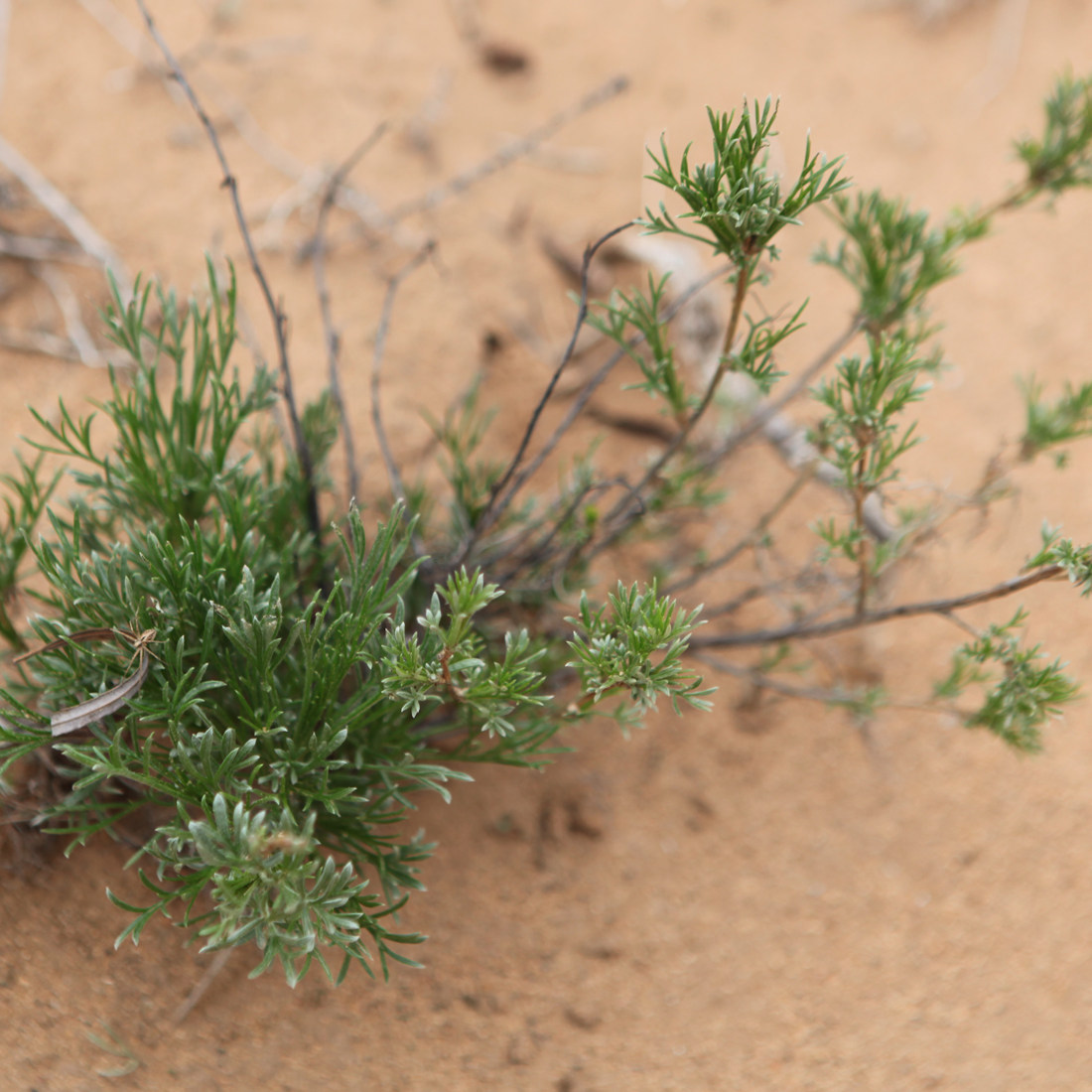 陕北特产沙蒿粉蒿粉荞面饸豆面食品添加剂250g其他食品