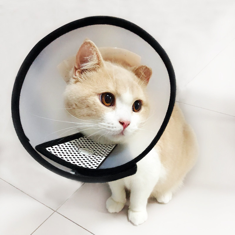 狗狗项圈头套伊丽莎白圈狗脖套狗防咬圈猫头狗头项圈