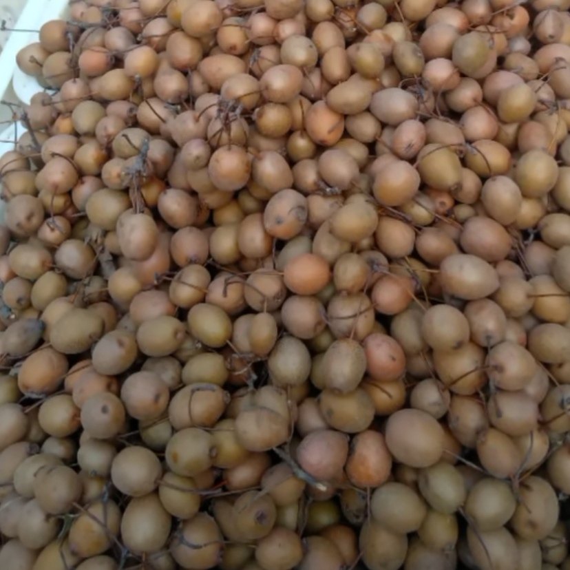 野生现摘生涩沙梨咳嗽煮水金珠果麻安梨纯野梨